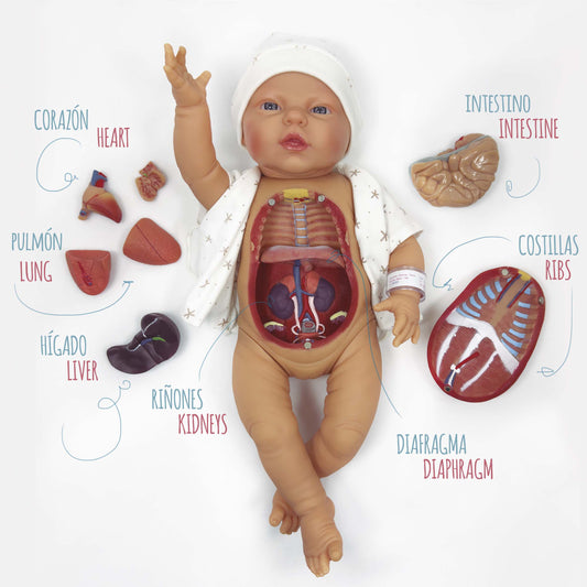 Ona babt anatomical case